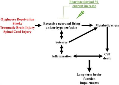 Pharmacological Manipulation of Kv7 Channels as a New Therapeutic Tool for Multiple Brain Disorders